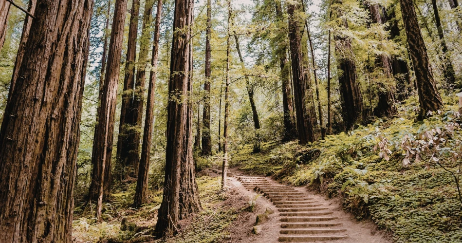 Explore Hidden Gems in Fort Bragg: Unique Places to Visit